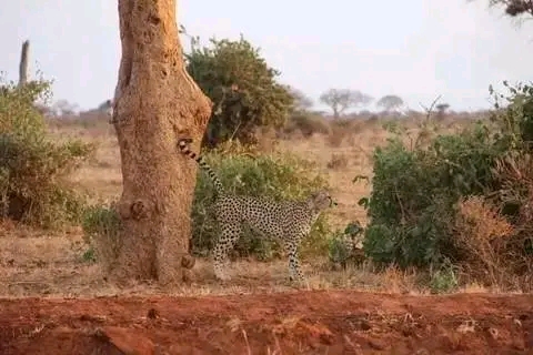 Safari Park