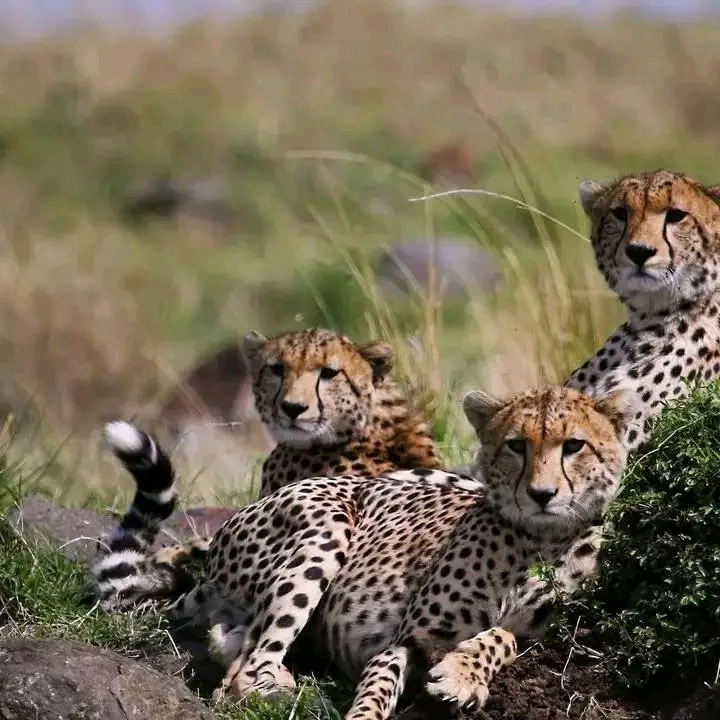 Safari Park