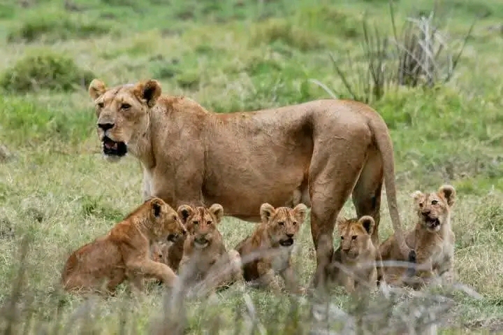 Safari Park