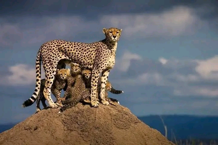 Safari Park