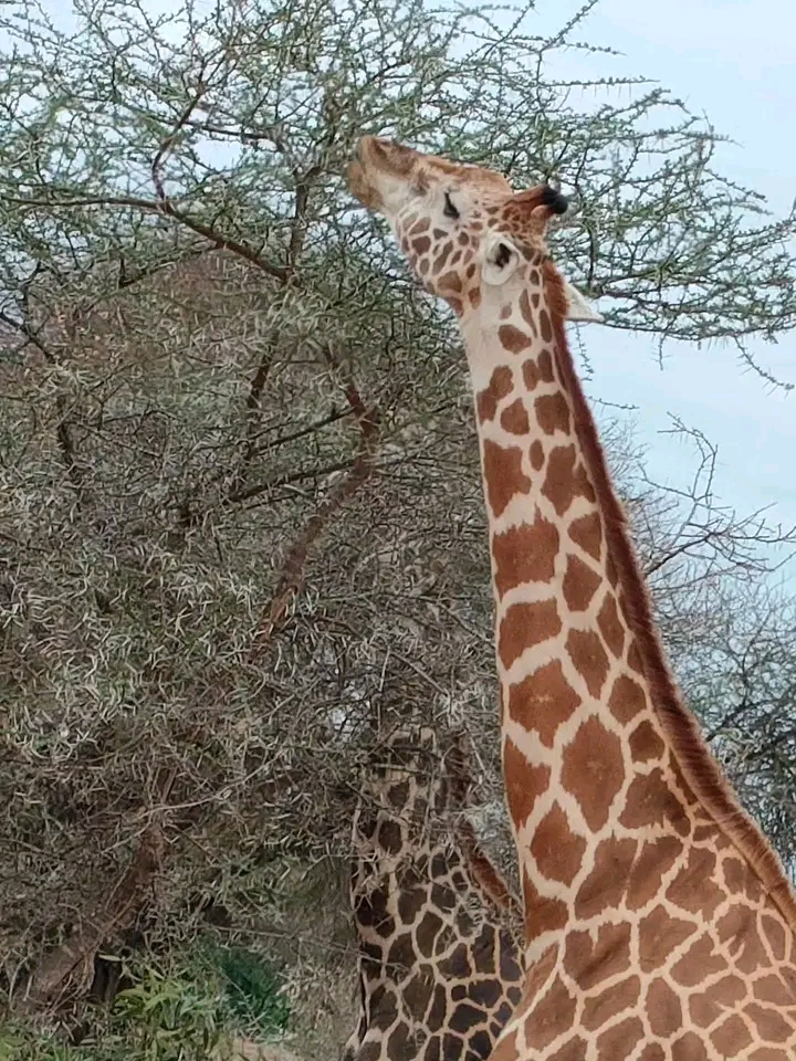Safari Park