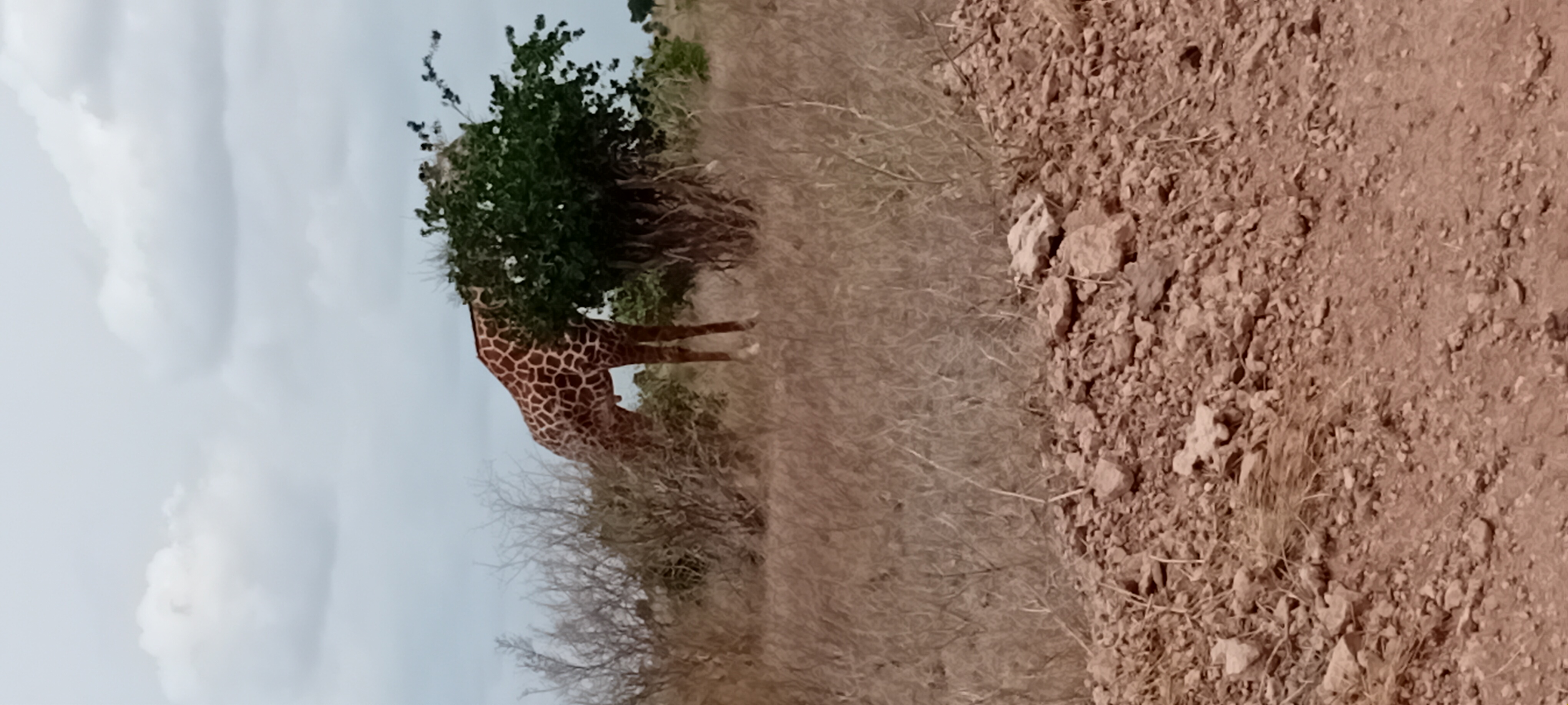 Safari Park