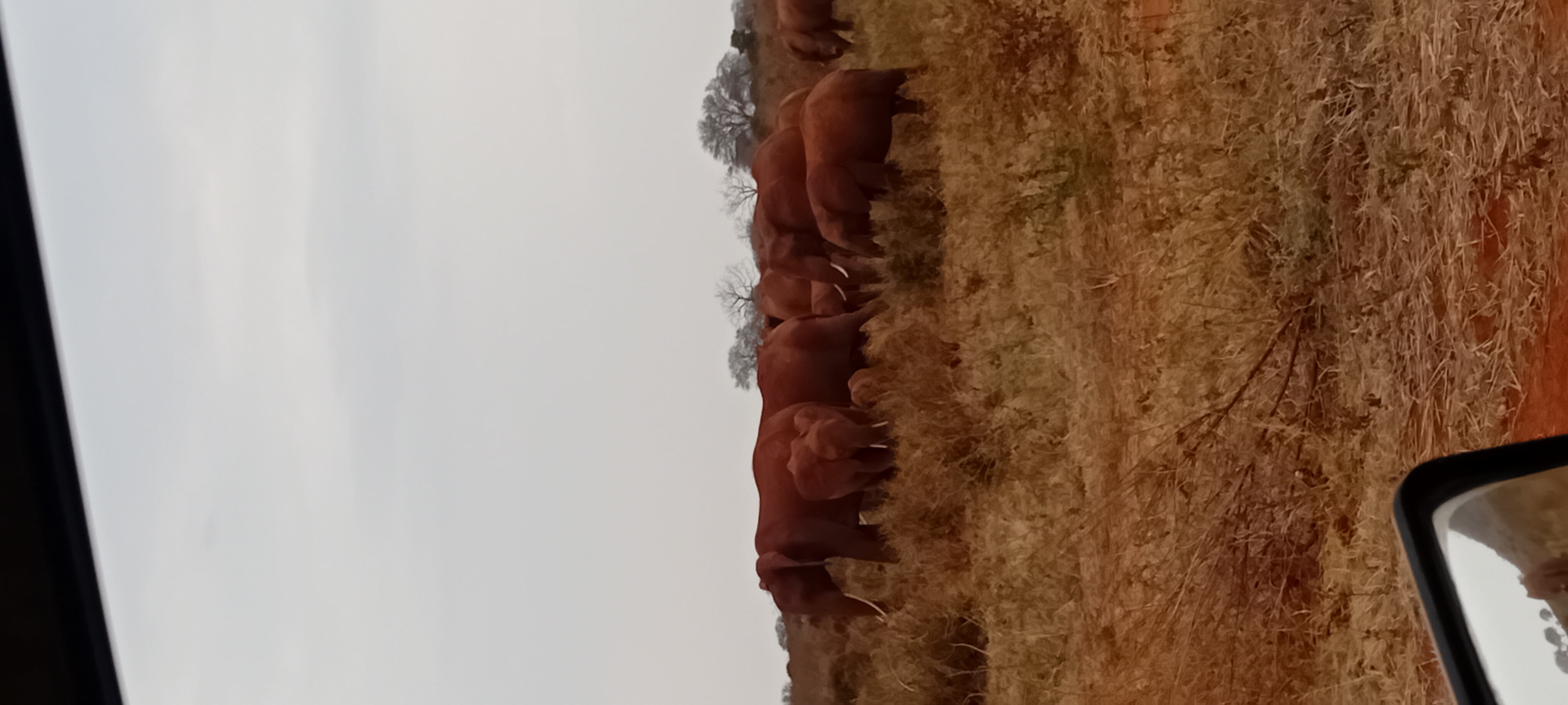 Safari Park