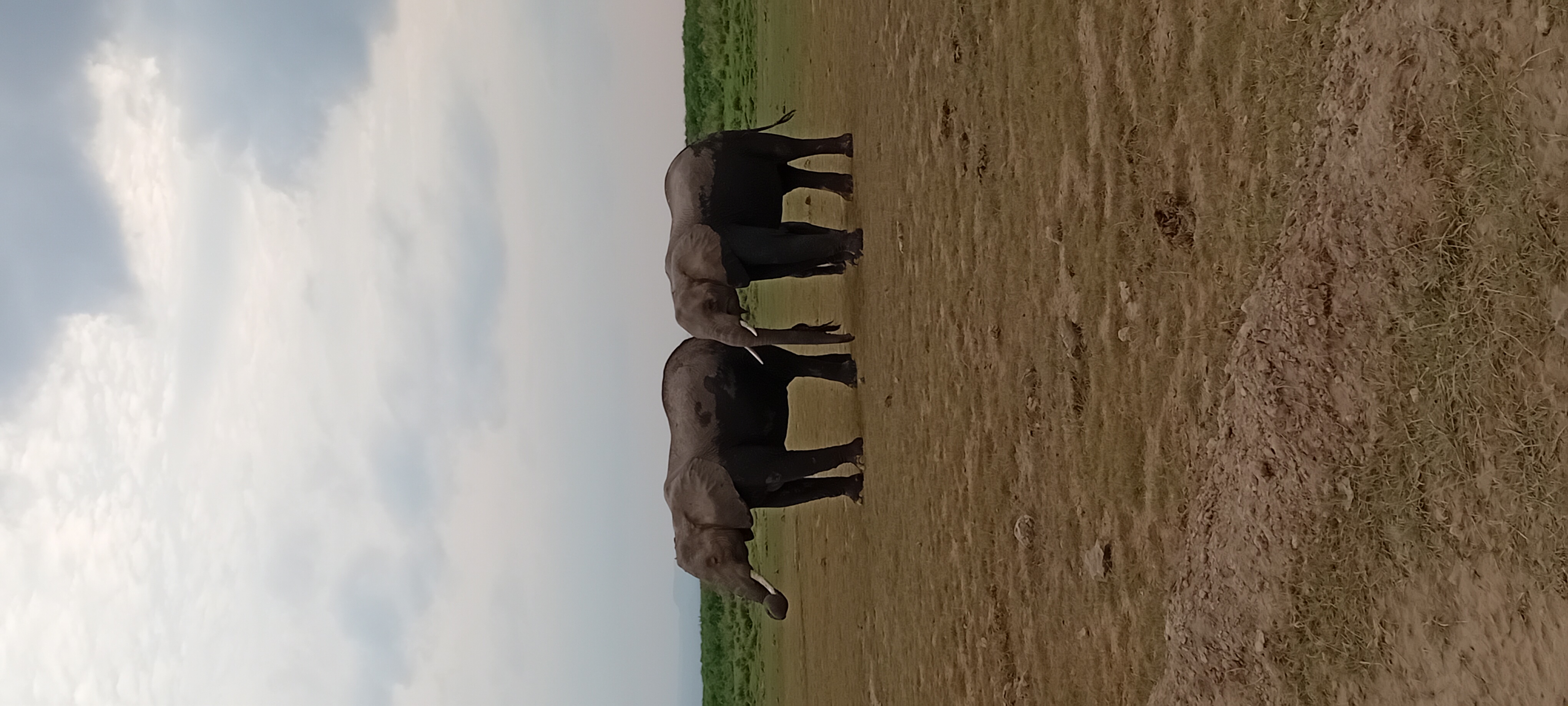 Safari Park
