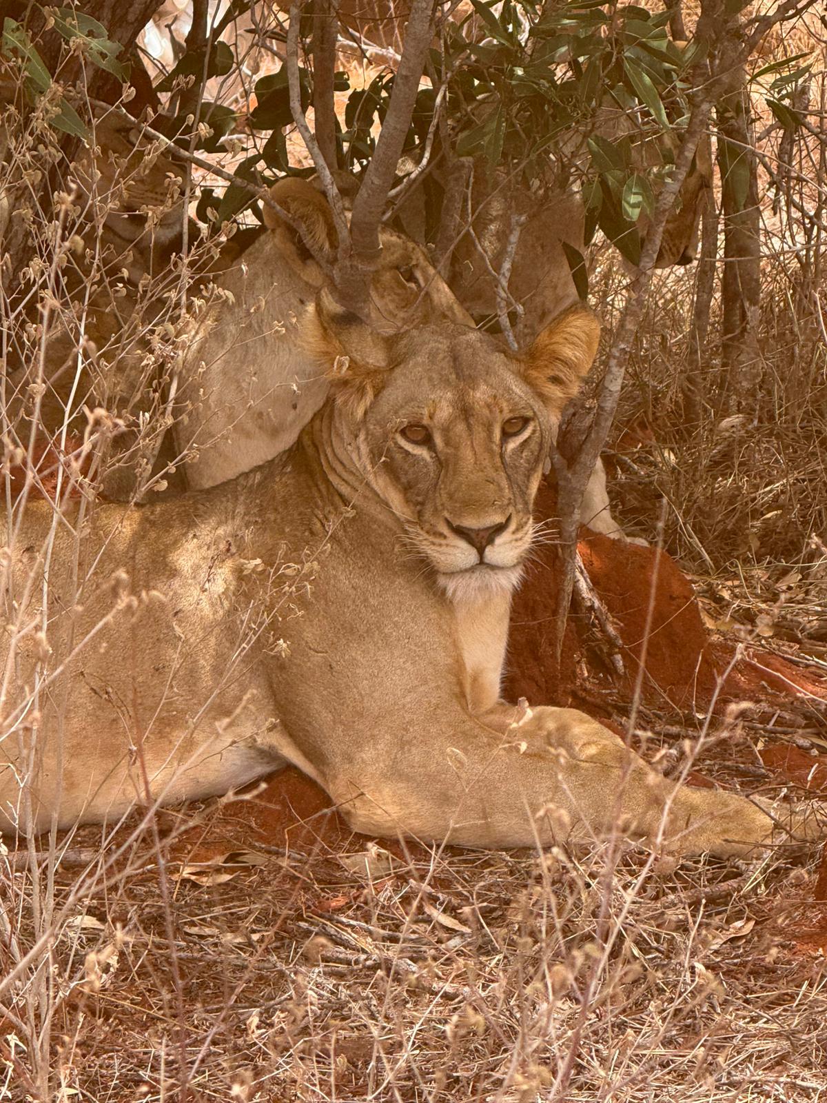 Safari Park