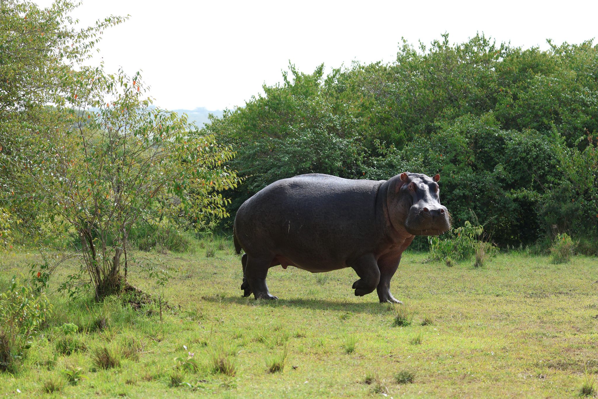 Safari Park