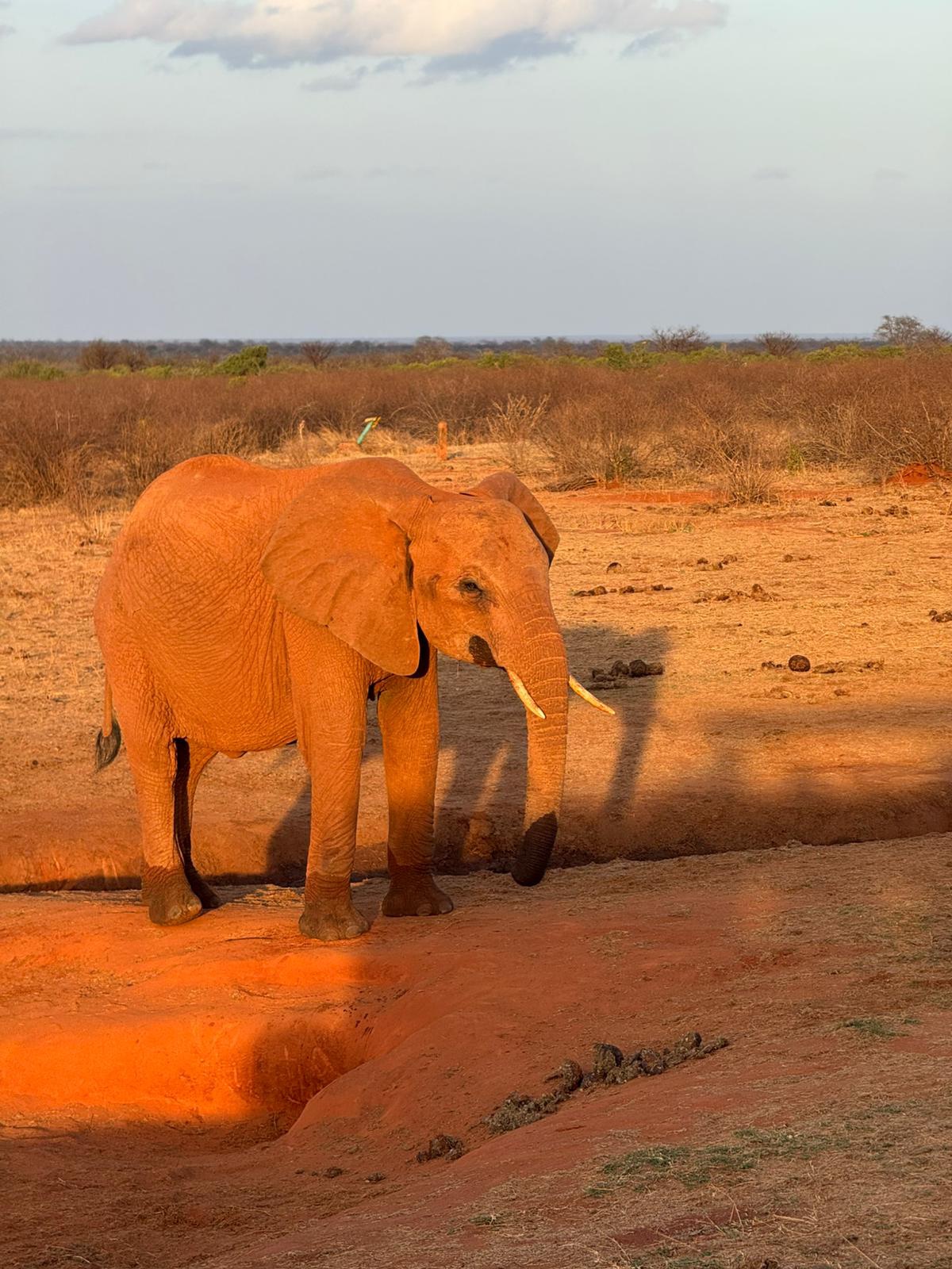 Safari Park