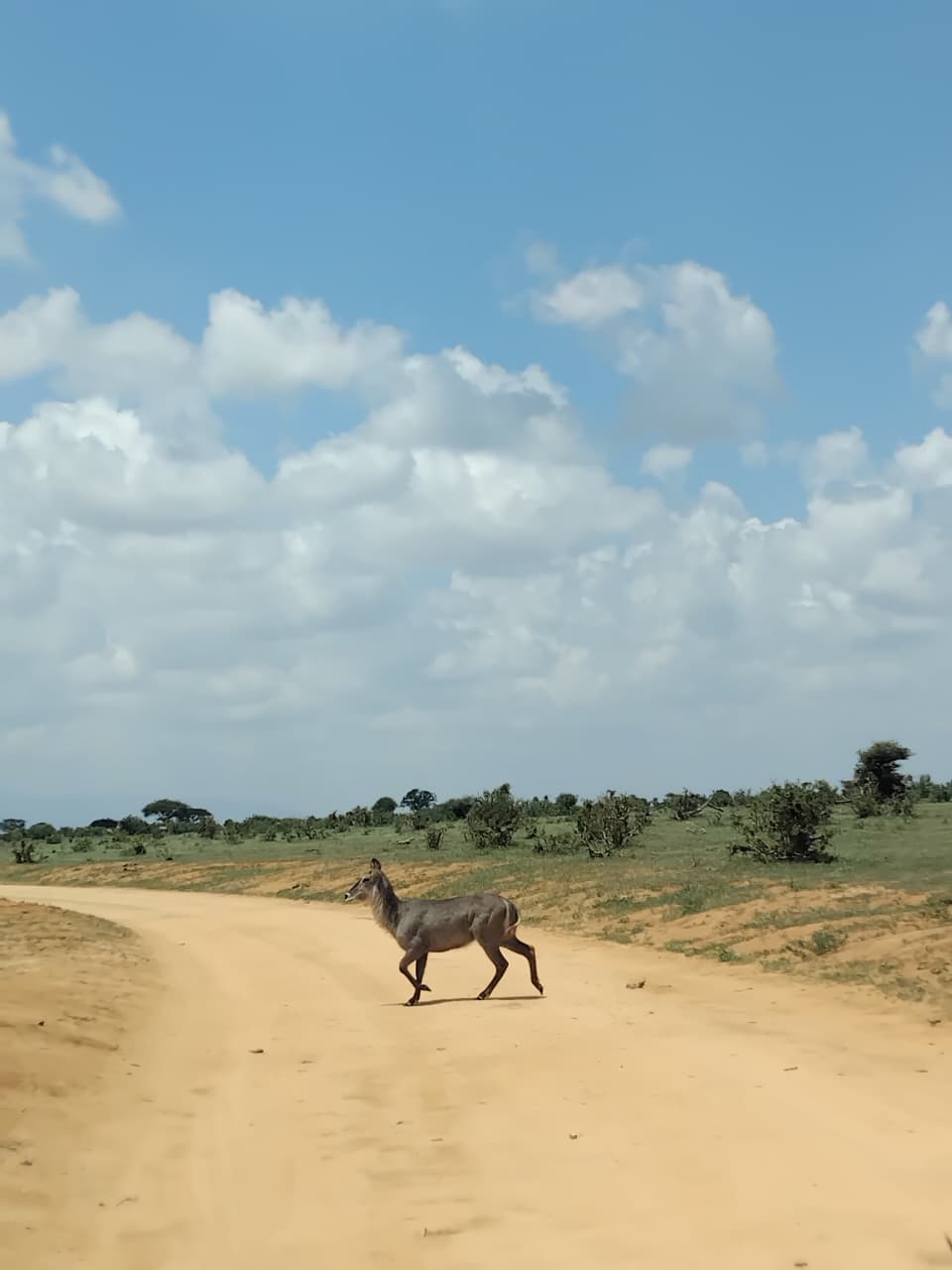 Safari Park