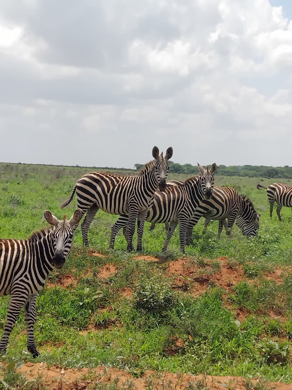Safari Park