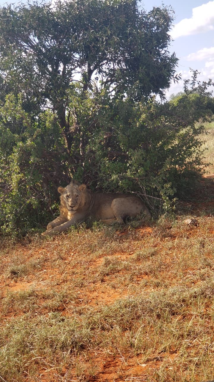 Safari Park