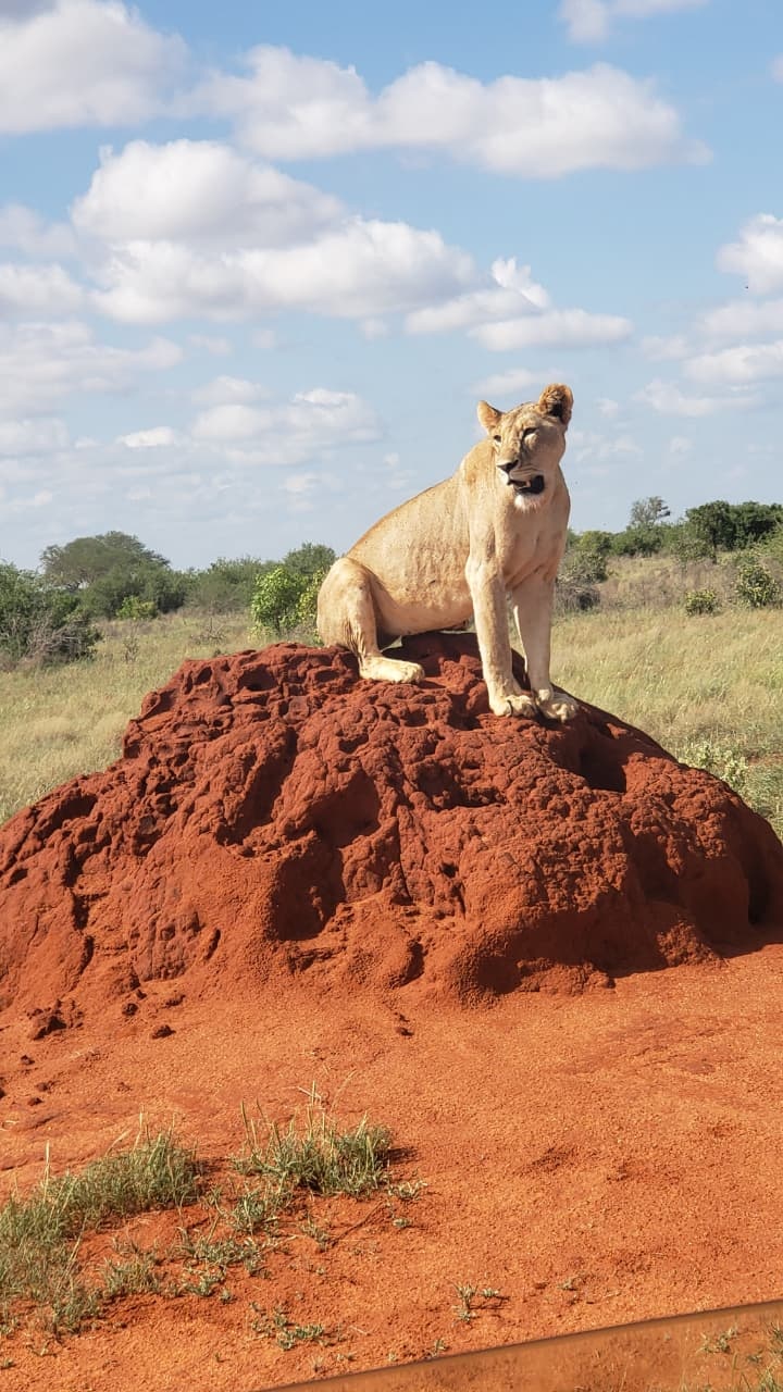 Safari Park