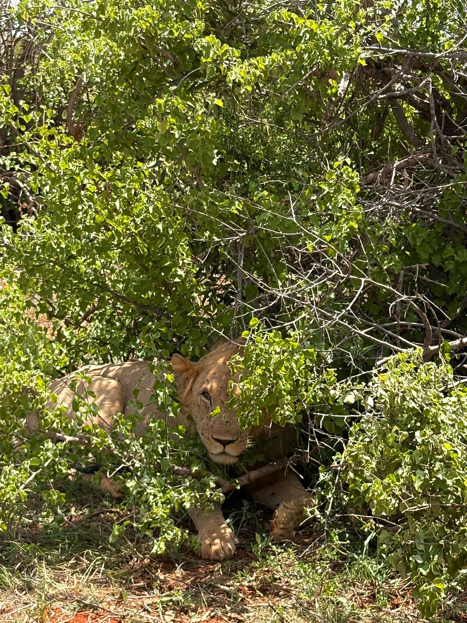 Safari Park