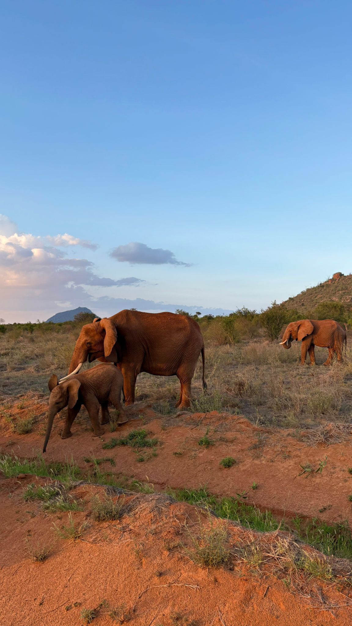 Safari Park