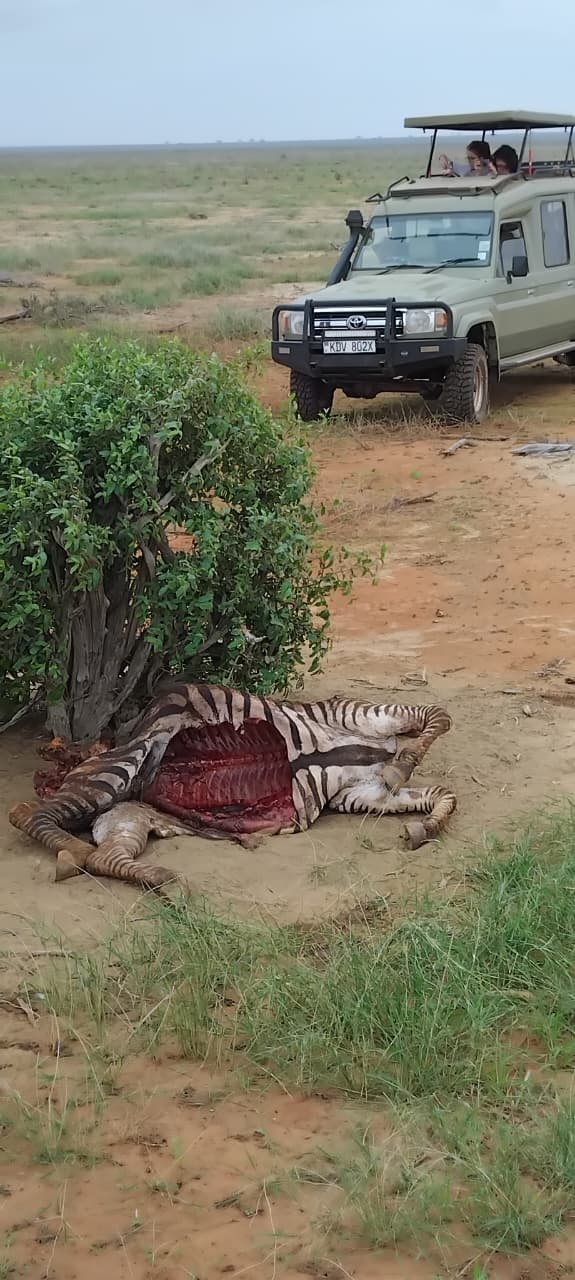 Safari Park