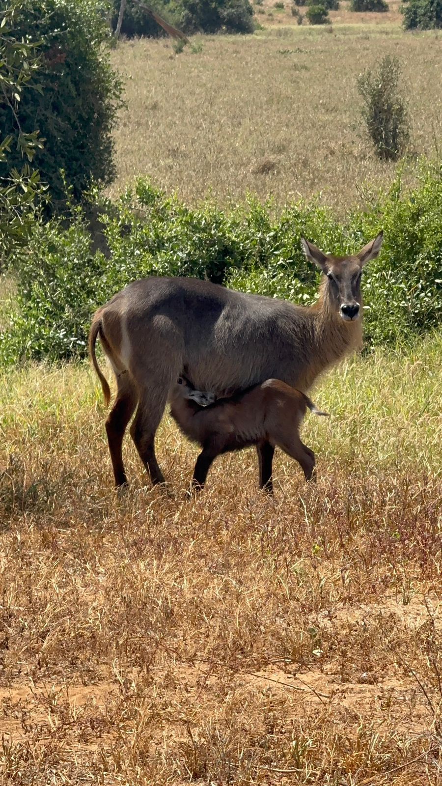 Safari Park