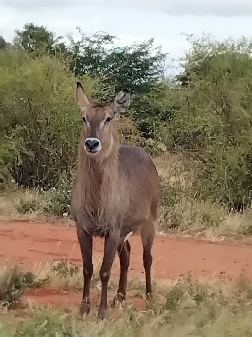 Safari Park