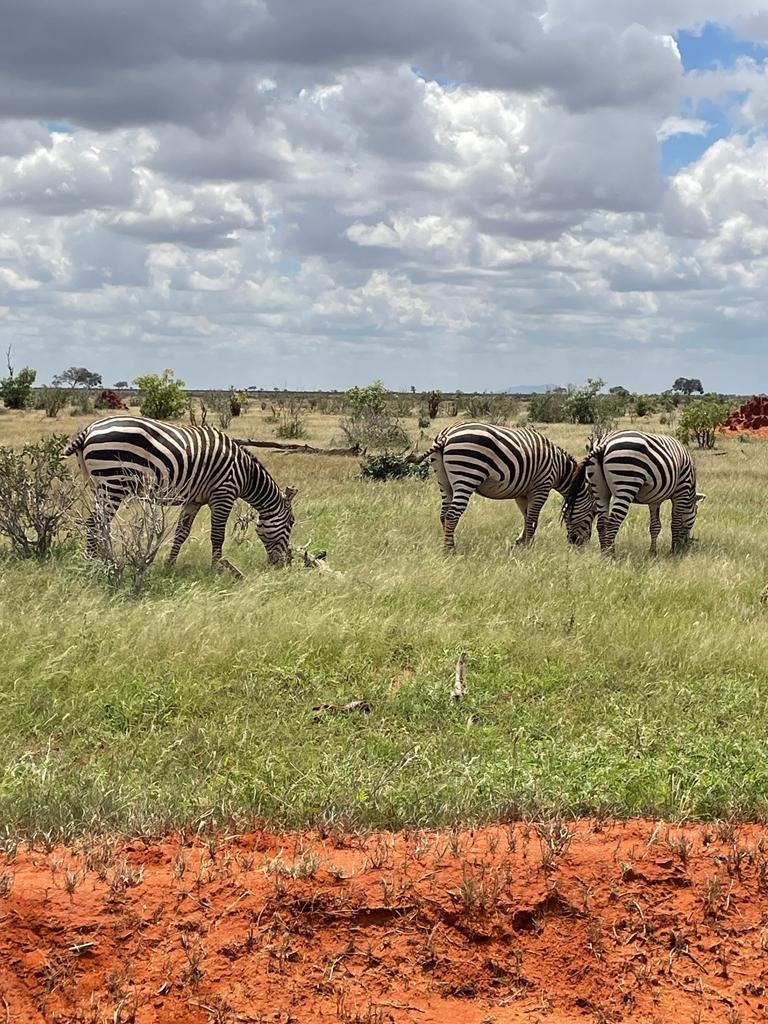 Safari Park