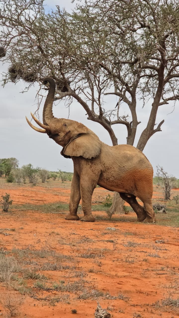 Safari Park