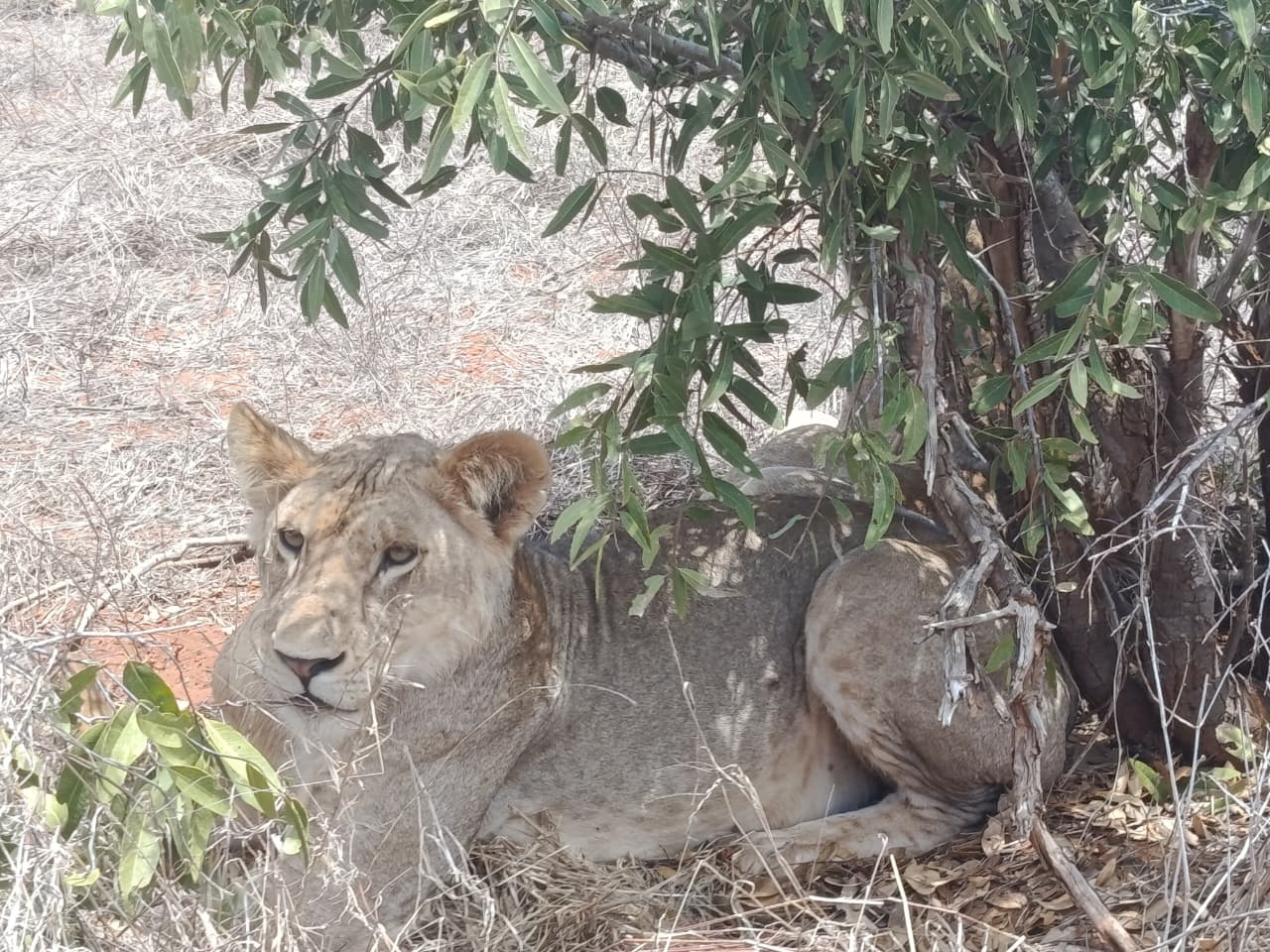 Safari Park